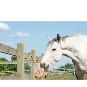 Horse Salt Lick